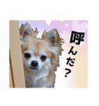 プラ女ペットスタンプ（個別スタンプ：14）