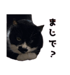 プラ女ペットスタンプ（個別スタンプ：17）
