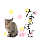 ノラ猫ちゃん達の集い（個別スタンプ：2）