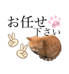 ノラ猫ちゃん達の集い（個別スタンプ：3）