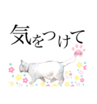 ノラ猫ちゃん達の集い（個別スタンプ：4）