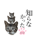 ノラ猫ちゃん達の集い（個別スタンプ：5）
