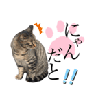 ノラ猫ちゃん達の集い（個別スタンプ：6）