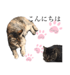 ノラ猫ちゃん達の集い（個別スタンプ：8）