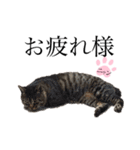 ノラ猫ちゃん達の集い（個別スタンプ：9）