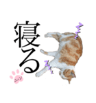 ノラ猫ちゃん達の集い（個別スタンプ：10）