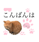 ノラ猫ちゃん達の集い（個別スタンプ：11）