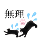 ノラ猫ちゃん達の集い（個別スタンプ：12）