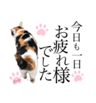 ノラ猫ちゃん達の集い（個別スタンプ：13）