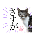 ノラ猫ちゃん達の集い（個別スタンプ：14）
