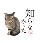 ノラ猫ちゃん達の集い（個別スタンプ：15）