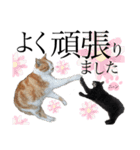 ノラ猫ちゃん達の集い（個別スタンプ：16）