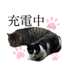 ノラ猫ちゃん達の集い（個別スタンプ：18）