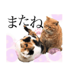 ノラ猫ちゃん達の集い（個別スタンプ：20）