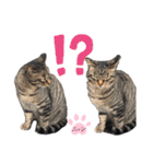 ノラ猫ちゃん達の集い（個別スタンプ：21）