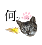 ノラ猫ちゃん達の集い（個別スタンプ：22）