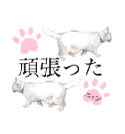 ノラ猫ちゃん達の集い（個別スタンプ：23）