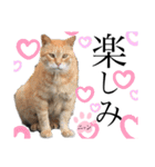 ノラ猫ちゃん達の集い（個別スタンプ：24）