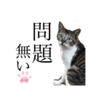 ノラ猫ちゃん達の集い（個別スタンプ：25）