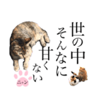 ノラ猫ちゃん達の集い（個別スタンプ：26）