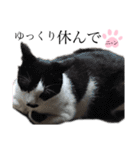 ノラ猫ちゃん達の集い（個別スタンプ：27）