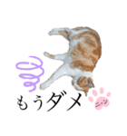 ノラ猫ちゃん達の集い（個別スタンプ：28）