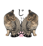 ノラ猫ちゃん達の集い（個別スタンプ：29）