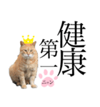 ノラ猫ちゃん達の集い（個別スタンプ：31）