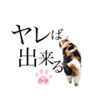 ノラ猫ちゃん達の集い（個別スタンプ：32）