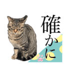 ノラ猫ちゃん達の集い（個別スタンプ：33）