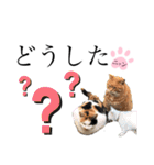 ノラ猫ちゃん達の集い（個別スタンプ：34）