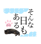 ノラ猫ちゃん達の集い（個別スタンプ：35）