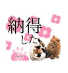 ノラ猫ちゃん達の集い（個別スタンプ：36）