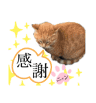 ノラ猫ちゃん達の集い（個別スタンプ：37）