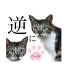 ノラ猫ちゃん達の集い（個別スタンプ：38）
