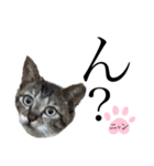 ノラ猫ちゃん達の集い（個別スタンプ：40）
