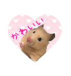 大きくなったキンクマハムスターたんぽぽ（個別スタンプ：1）