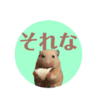 大きくなったキンクマハムスターたんぽぽ（個別スタンプ：2）
