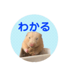 大きくなったキンクマハムスターたんぽぽ（個別スタンプ：3）