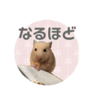 大きくなったキンクマハムスターたんぽぽ（個別スタンプ：5）