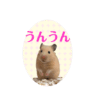 大きくなったキンクマハムスターたんぽぽ（個別スタンプ：6）