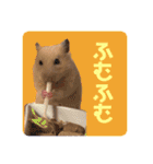 大きくなったキンクマハムスターたんぽぽ（個別スタンプ：7）