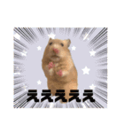 大きくなったキンクマハムスターたんぽぽ（個別スタンプ：8）