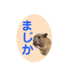 大きくなったキンクマハムスターたんぽぽ（個別スタンプ：10）