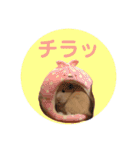 大きくなったキンクマハムスターたんぽぽ（個別スタンプ：11）