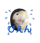 大きくなったキンクマハムスターたんぽぽ（個別スタンプ：12）