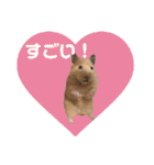 大きくなったキンクマハムスターたんぽぽ（個別スタンプ：14）