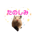 大きくなったキンクマハムスターたんぽぽ（個別スタンプ：16）