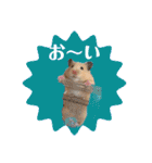 大きくなったキンクマハムスターたんぽぽ（個別スタンプ：17）