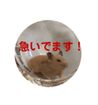 大きくなったキンクマハムスターたんぽぽ（個別スタンプ：18）